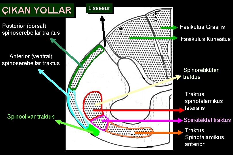 ÇIKAN YOLLAR Posterior (dorsal) spinoserebellar traktus Lisseaur Fasikulus Grasilis Fasikulus Kuneatus Anterior (ventral) spinoserebellar
