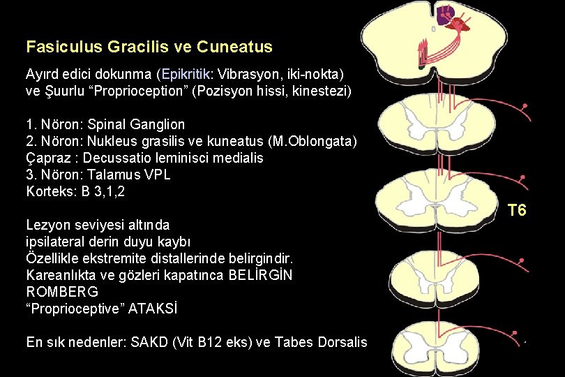 Fasiculus Gracilis ve Cuneatus Ayırd edici dokunma (Epikritik: Vibrasyon, iki-nokta) ve Şuurlu “Proprioception” (Pozisyon