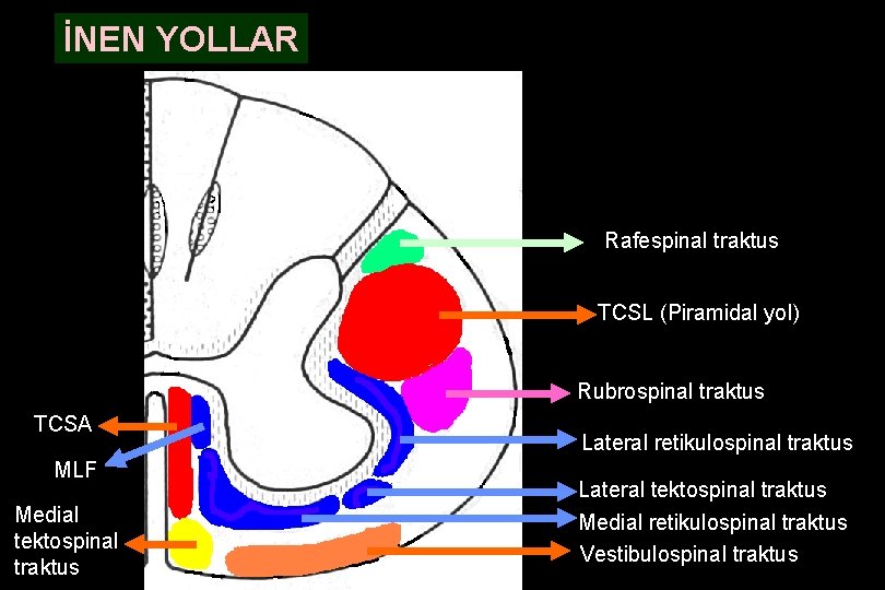 İNEN YOLLAR Rafespinal traktus TCSL (Piramidal yol) Rubrospinal traktus TCSA MLF Medial tektospinal traktus