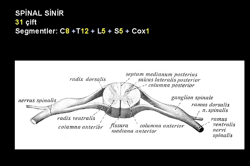 SPİNAL SİNİR 31 çift Segmentler: C 8 +T 12 + L 5 + S