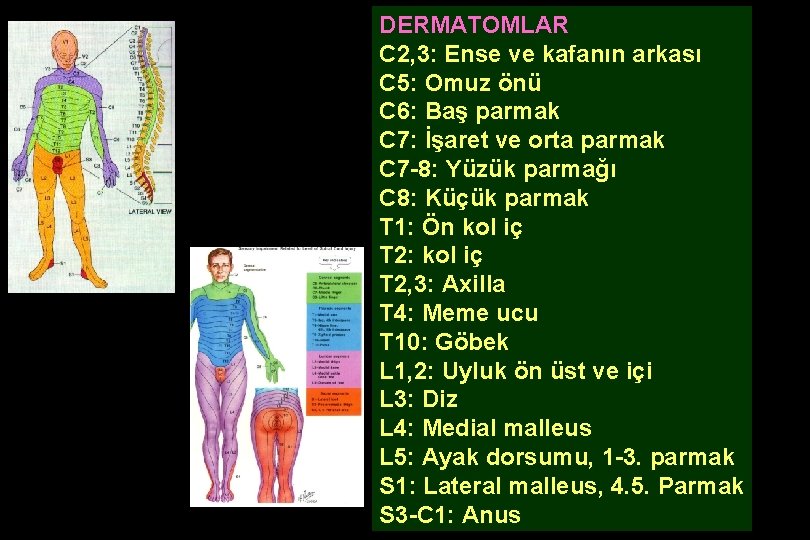 DERMATOMLAR C 2, 3: Ense ve kafanın arkası C 5: Omuz önü C 6: