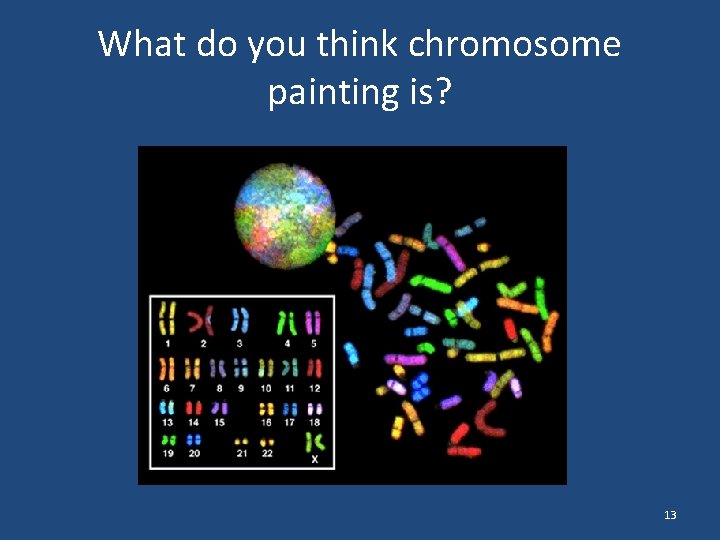 What do you think chromosome painting is? 13 