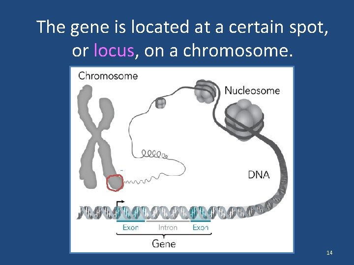 The gene is located at a certain spot, or locus, on a chromosome. 14