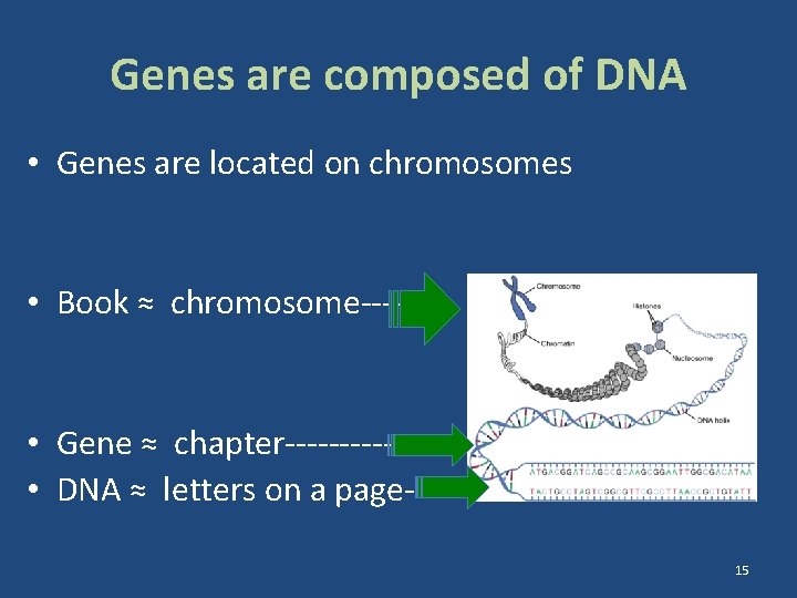 Genes are composed of DNA • Genes are located on chromosomes • Book ≈