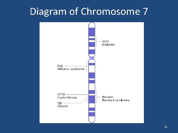 Diagram of Chromosome 7 16 