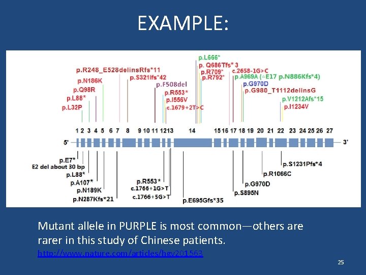 EXAMPLE: Mutant allele in PURPLE is most common—others are rarer in this study of