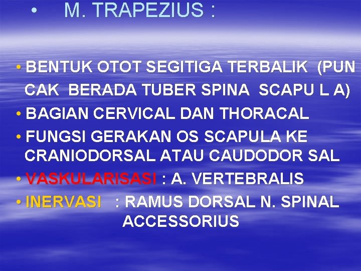  • M. TRAPEZIUS : • BENTUK OTOT SEGITIGA TERBALIK (PUN CAK BERADA TUBER