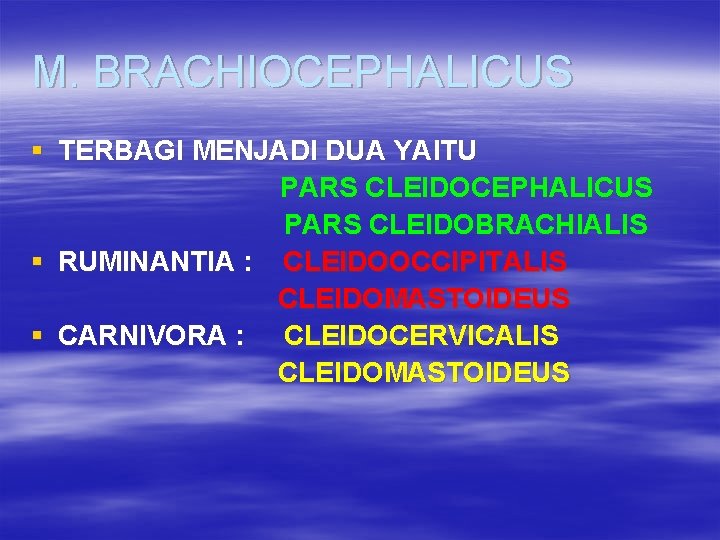 M. BRACHIOCEPHALICUS § TERBAGI MENJADI DUA YAITU PARS CLEIDOCEPHALICUS PARS CLEIDOBRACHIALIS § RUMINANTIA :