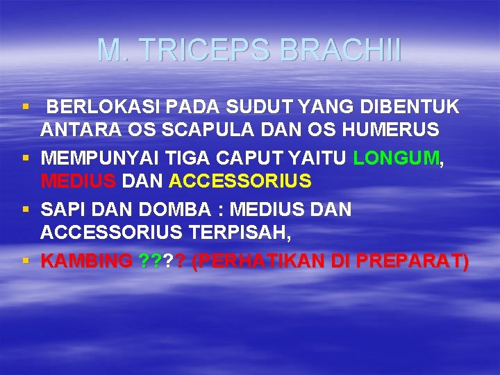 M. TRICEPS BRACHII § BERLOKASI PADA SUDUT YANG DIBENTUK ANTARA OS SCAPULA DAN OS