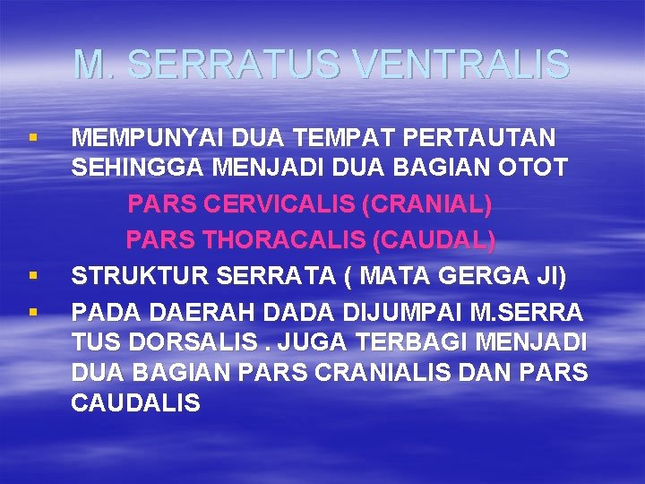 M. SERRATUS VENTRALIS § § § MEMPUNYAI DUA TEMPAT PERTAUTAN SEHINGGA MENJADI DUA BAGIAN