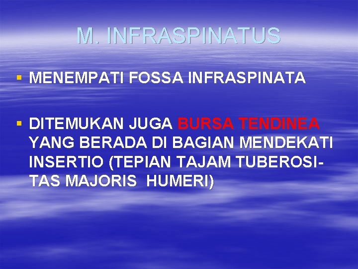 M. INFRASPINATUS § MENEMPATI FOSSA INFRASPINATA § DITEMUKAN JUGA BURSA TENDINEA YANG BERADA DI