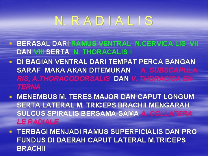 N. R A D I A L I S § BERASAL DARI RAMUS VENTRAL