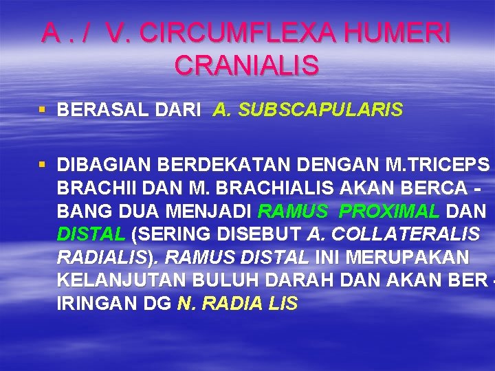 A. / V. CIRCUMFLEXA HUMERI CRANIALIS § BERASAL DARI A. SUBSCAPULARIS § DIBAGIAN BERDEKATAN