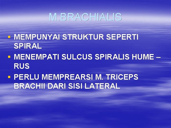 M. BRACHIALIS § MEMPUNYAI STRUKTUR SEPERTI SPIRAL § MENEMPATI SULCUS SPIRALIS HUME – RUS