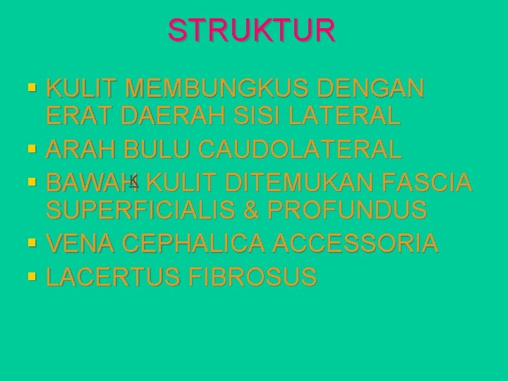 STRUKTUR § KULIT MEMBUNGKUS DENGAN ERAT DAERAH SISI LATERAL § ARAH BULU CAUDOLATERAL §