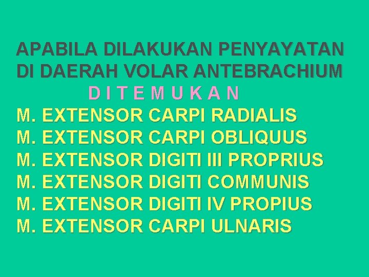 APABILA DILAKUKAN PENYAYATAN DI DAERAH VOLAR ANTEBRACHIUM DITEMUKAN M. EXTENSOR CARPI RADIALIS M. EXTENSOR