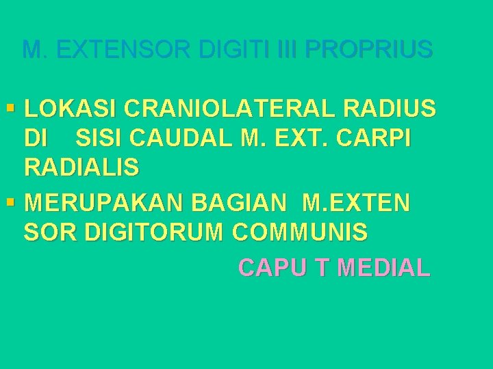 M. EXTENSOR DIGITI III PROPRIUS § LOKASI CRANIOLATERAL RADIUS DI SISI CAUDAL M. EXT.