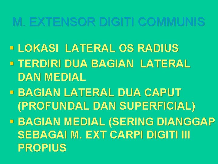 M. EXTENSOR DIGITI COMMUNIS § LOKASI LATERAL OS RADIUS § TERDIRI DUA BAGIAN LATERAL