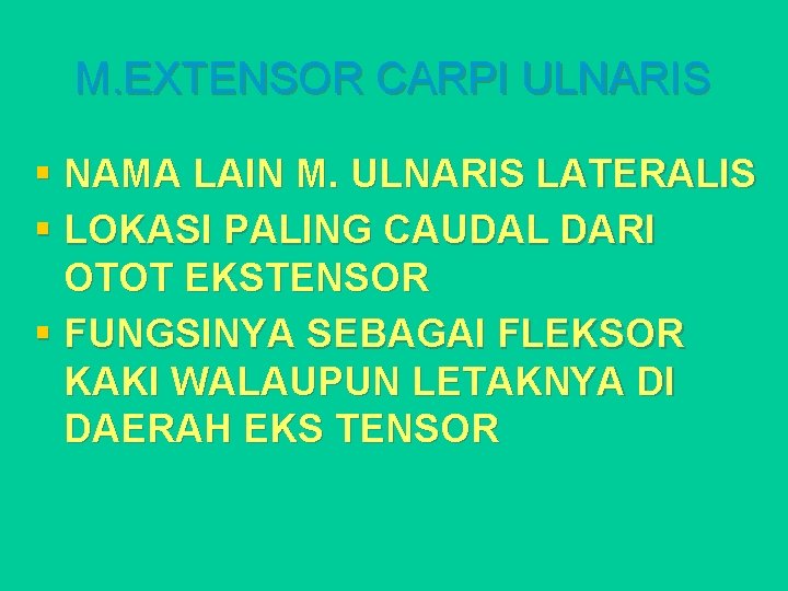 M. EXTENSOR CARPI ULNARIS § NAMA LAIN M. ULNARIS LATERALIS § LOKASI PALING CAUDAL