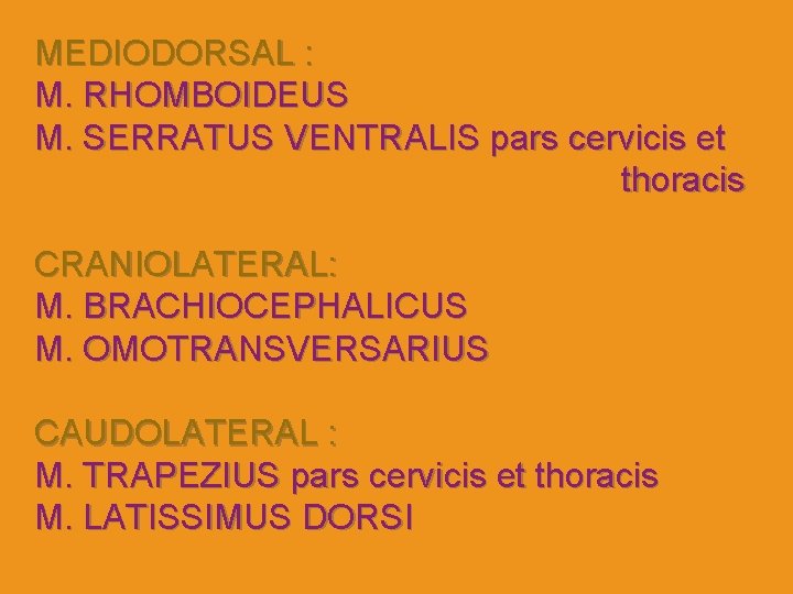 MEDIODORSAL : M. RHOMBOIDEUS M. SERRATUS VENTRALIS pars cervicis et thoracis CRANIOLATERAL: M. BRACHIOCEPHALICUS