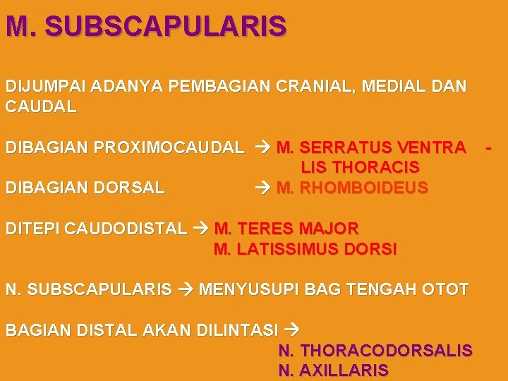 M. SUBSCAPULARIS DIJUMPAI ADANYA PEMBAGIAN CRANIAL, MEDIAL DAN CAUDAL DIBAGIAN PROXIMOCAUDAL M. SERRATUS VENTRA