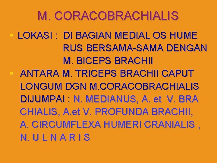 M. CORACOBRACHIALIS § LOKASI : DI BAGIAN MEDIAL OS HUME RUS BERSAMA-SAMA DENGAN M.