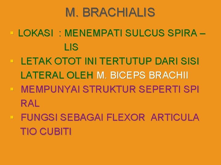 M. BRACHIALIS § LOKASI : MENEMPATI SULCUS SPIRA – LIS § LETAK OTOT INI