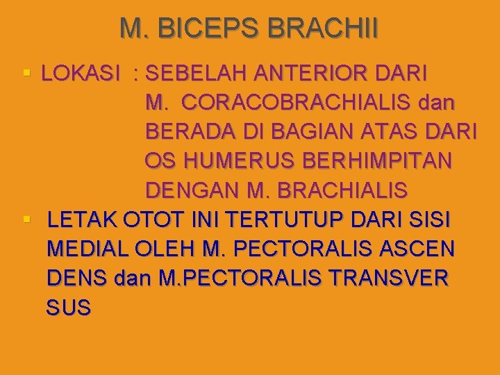M. BICEPS BRACHII § LOKASI : SEBELAH ANTERIOR DARI M. CORACOBRACHIALIS dan BERADA DI
