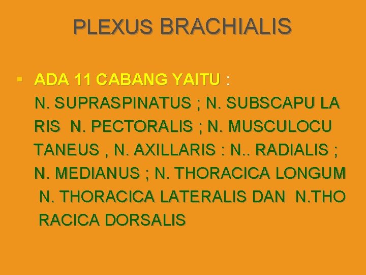 PLEXUS BRACHIALIS § ADA 11 CABANG YAITU : N. SUPRASPINATUS ; N. SUBSCAPU LA