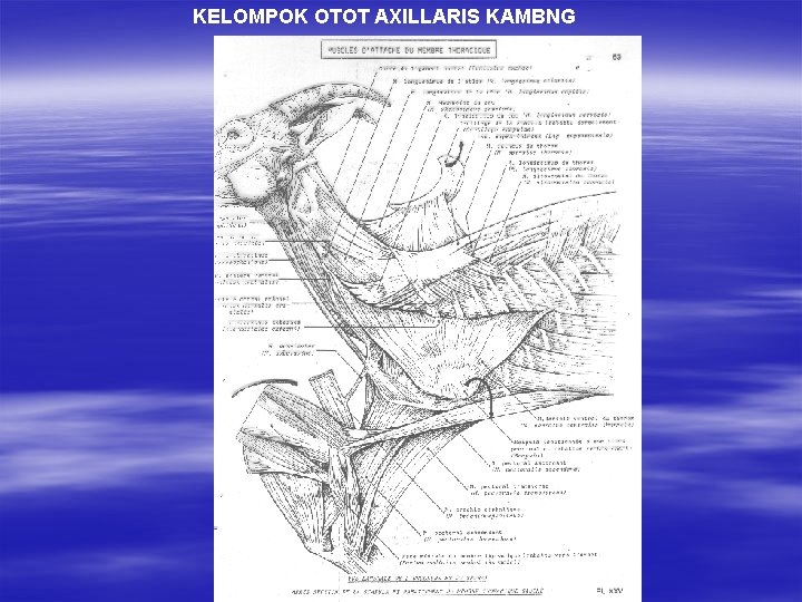 KELOMPOK OTOT AXILLARIS KAMBNG 