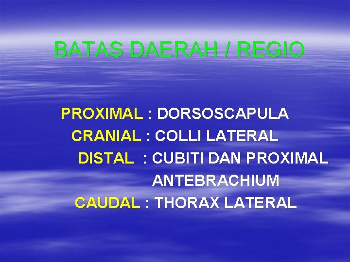 BATAS DAERAH / REGIO PROXIMAL : DORSOSCAPULA CRANIAL : COLLI LATERAL DISTAL : CUBITI