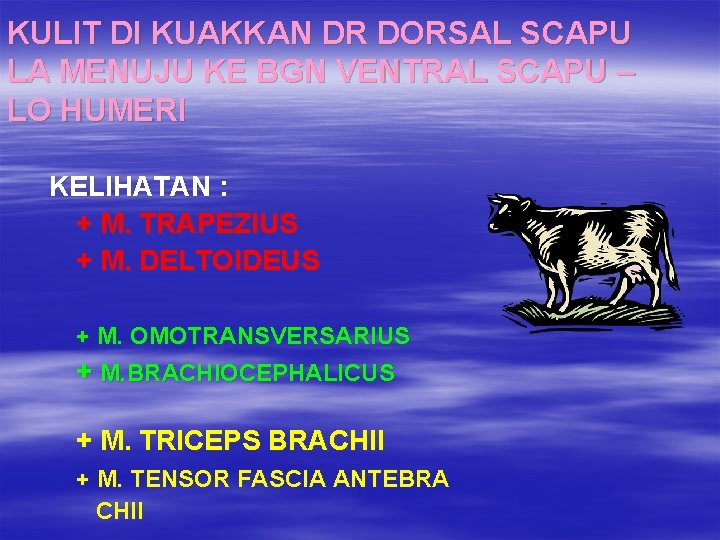 KULIT DI KUAKKAN DR DORSAL SCAPU LA MENUJU KE BGN VENTRAL SCAPU – LO