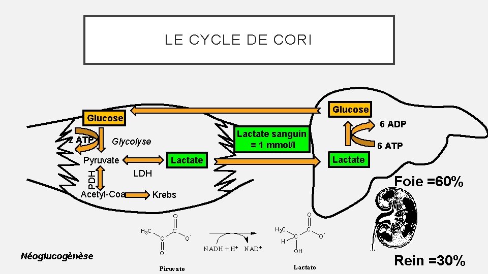 LE CYCLE DE CORI Glucose 2 ATP PDH Acetyl-Coa Néoglucogènèse Lactate sanguin = 1