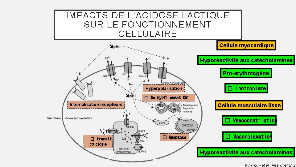 IMPACTS DE L’ACIDOSE LACTIQUE SUR LE FONCTIONNEMENT CELLULAIRE Cellule myocardique Hyporéactivité aux catécholamines Pro-arythmogène