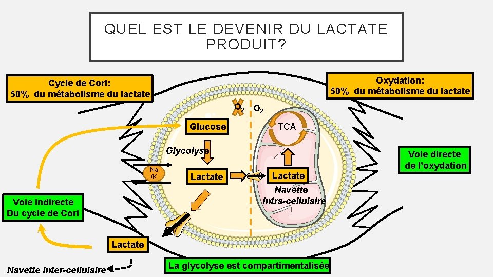 QUEL EST LE DEVENIR DU LACTATE PRODUIT? Oxydation: 50% du métabolisme du lactate Cycle