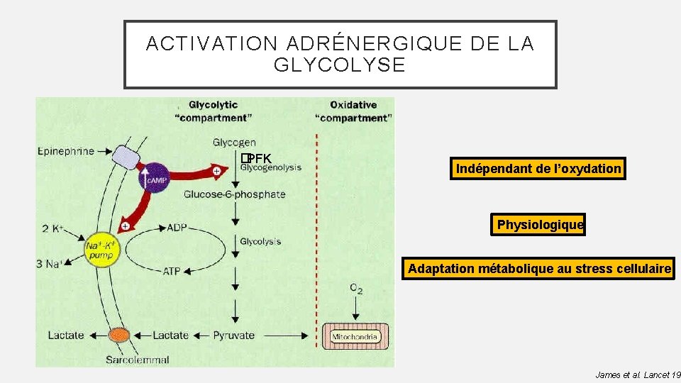 ACTIVATION ADRÉNERGIQUE DE LA GLYCOLYSE �PFK Indépendant de l’oxydation Physiologique Adaptation métabolique au stress