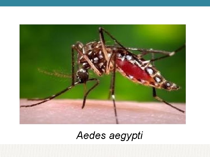 Aedes aegypti 