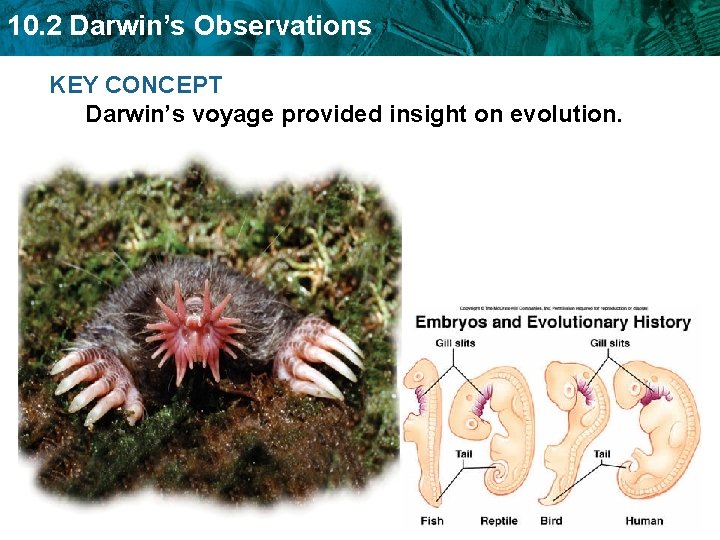10. 2 Darwin’s Observations KEY CONCEPT Darwin’s voyage provided insight on evolution. 