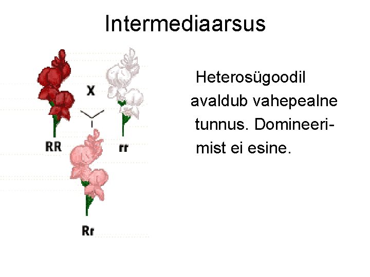 Intermediaarsus Heterosügoodil avaldub vahepealne tunnus. Domineerimist ei esine. 