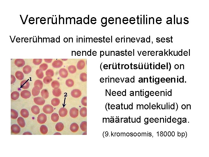 Vererühmade geneetiline alus Vererühmad on inimestel erinevad, sest nende punastel vererakkudel (erütrotsüütidel) on erinevad