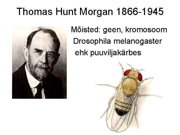 Thomas Hunt Morgan 1866 -1945 Mõisted: geen, kromosoom Drosophila melanogaster ehk puuviljakärbes 