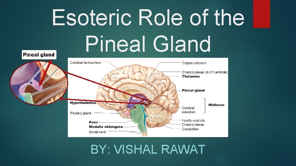 Esoteric Role of the Pineal Gland BY: VISHAL RAWAT 