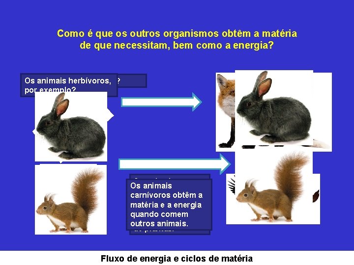 Como é que os outros organismos obtêm a matéria de que necessitam, bem como