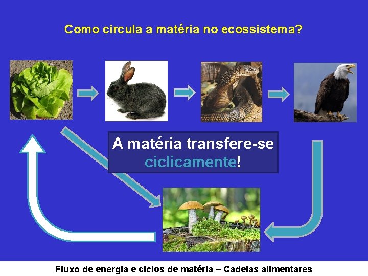 Como circula a matéria no ecossistema? A matéria transfere-se ciclicamente! Fluxo de energia e