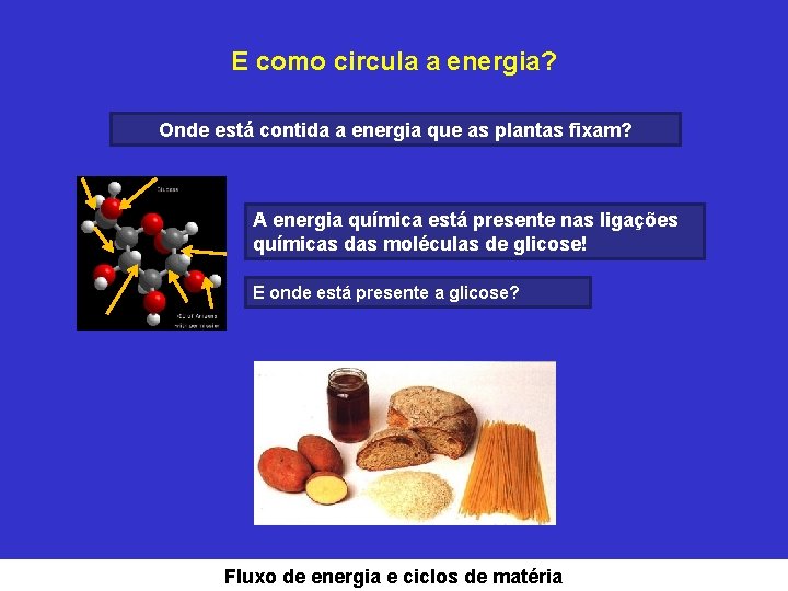 E como circula a energia? Onde está contida a energia que as plantas fixam?