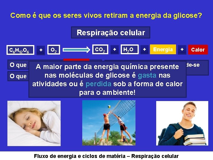 Como é que os seres vivos retiram a energia da glicose? Respiração celular C
