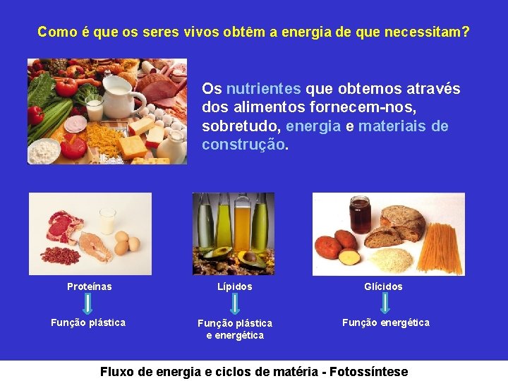 Como é que os seres vivos obtêm a energia de que necessitam? Os nutrientes