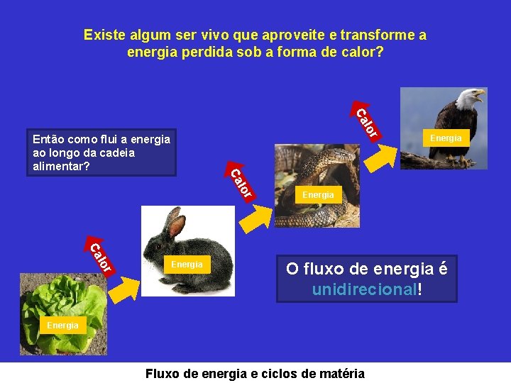 Existe algum ser vivo que aproveite e transforme a energia perdida sob a forma