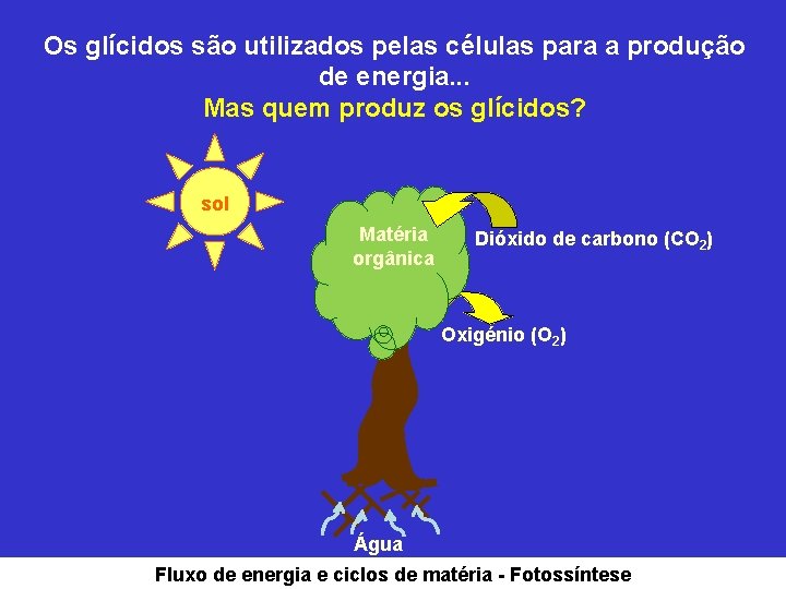 Os glícidos são utilizados pelas células para a produção de energia. . . Mas