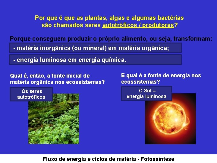 Por que é que as plantas, algas e algumas bactérias são chamados seres autotróficos